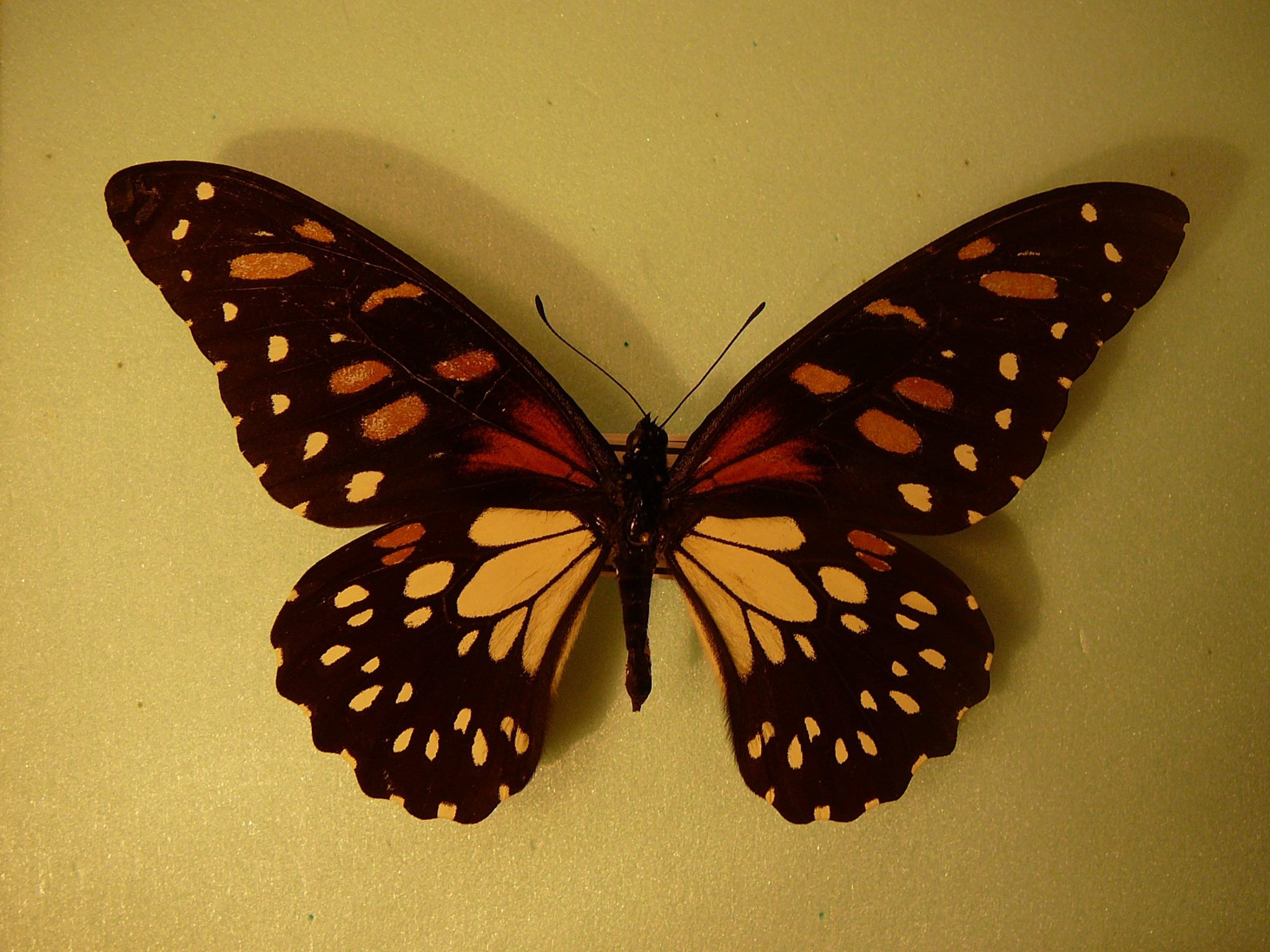Papilio rex (aberation, 12-2016, Mount Meru. Arusha region, Tanzania[photo by Luigi Puiu]) [Internet image property of respective owner, non commercial use only]